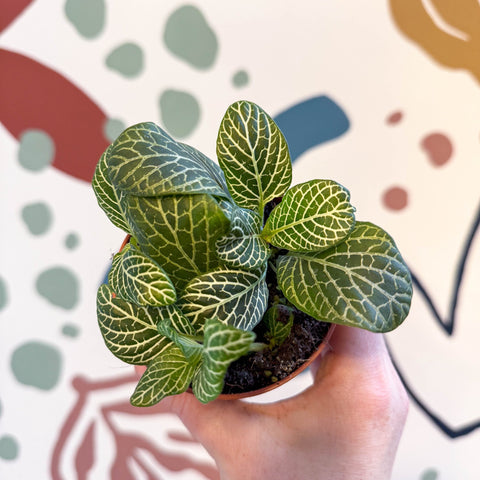 Fittonia verschaffeltii 'Bianco Verde' - Sprouts of Bristol