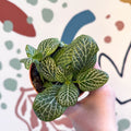 Fittonia verschaffeltii 'Bianco Verde' - Sprouts of Bristol