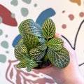 Fittonia verschaffeltii 'Bianco Verde' - Sprouts of Bristol