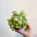 Fittonia verschaffeltii 'Bubble Lemon' - Sprouts of Bristol