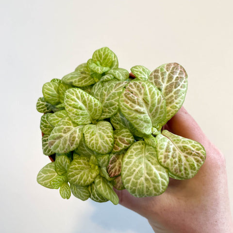 Fittonia verschaffeltii 'Bubble Lemon' - Sprouts of Bristol