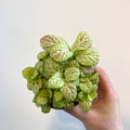 Fittonia verschaffeltii 'Bubble Lemon' - Sprouts of Bristol