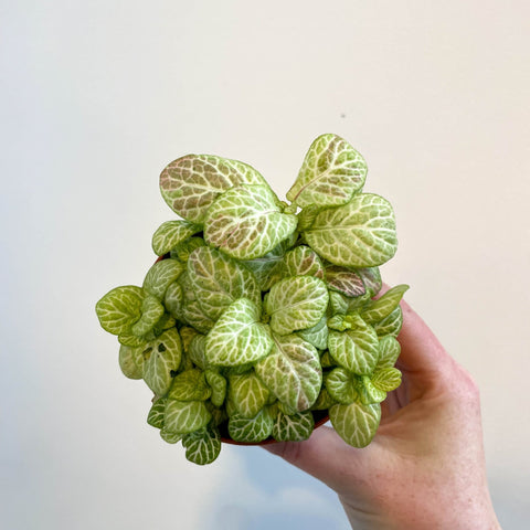 Fittonia verschaffeltii 'Bubble Lemon' - Sprouts of Bristol