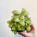 Fittonia verschaffeltii 'Bubble Lemon' - Sprouts of Bristol