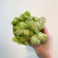 Fittonia verschaffeltii 'Bubble Lemon' - Sprouts of Bristol