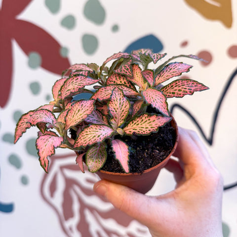 Fittonia verschaffeltii 'Pink Forest Flame' - Sprouts of Bristol