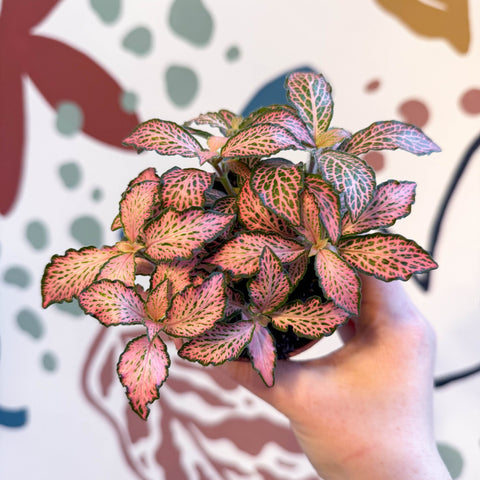 Fittonia verschaffeltii 'Pink Forest Flame' - Sprouts of Bristol