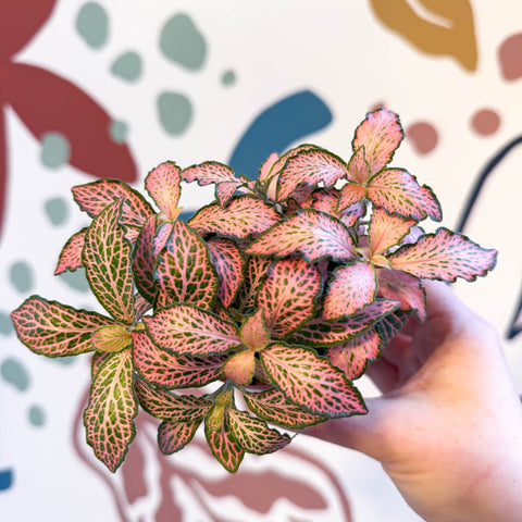 Fittonia verschaffeltii 'Pink Forest Flame' - Sprouts of Bristol