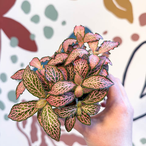 Fittonia verschaffeltii 'Pink Forest Flame' - Sprouts of Bristol