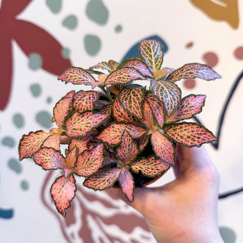 Fittonia verschaffeltii 'Pink Forest Flame' - Sprouts of Bristol