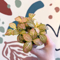 Fittonia verschaffeltii 'Pink Ruby Lime' - Sprouts of Bristol