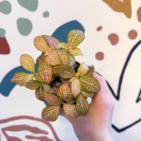 Fittonia verschaffeltii 'Pink Ruby Lime' - Sprouts of Bristol