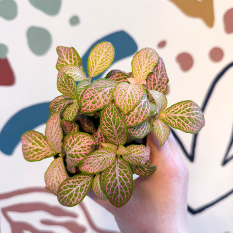 Fittonia verschaffeltii 'Pink Ruby Lime' - Sprouts of Bristol