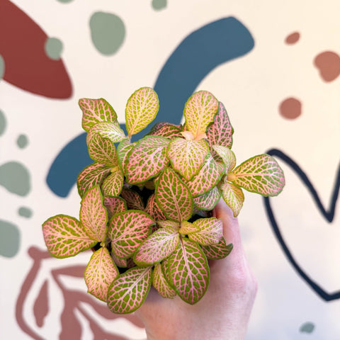 Fittonia verschaffeltii 'Pink Ruby Lime' - Sprouts of Bristol