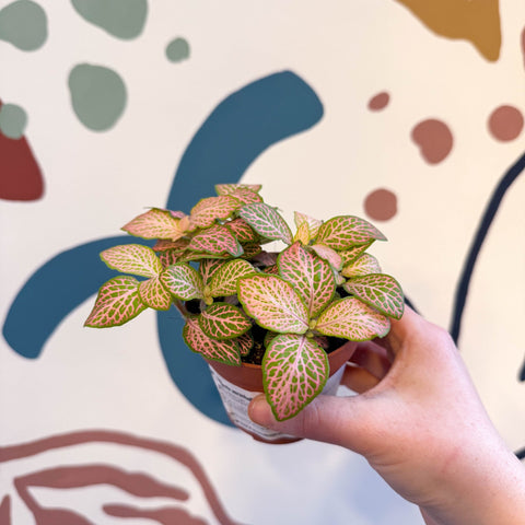 Fittonia verschaffeltii 'Pink Ruby Lime' - Sprouts of Bristol