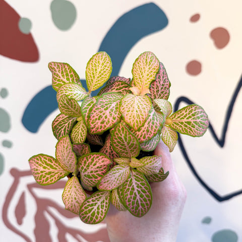 Fittonia verschaffeltii 'Pink Ruby Lime' - Sprouts of Bristol