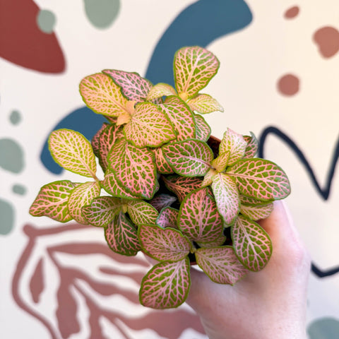 Fittonia verschaffeltii 'Pink Ruby Lime' - Sprouts of Bristol