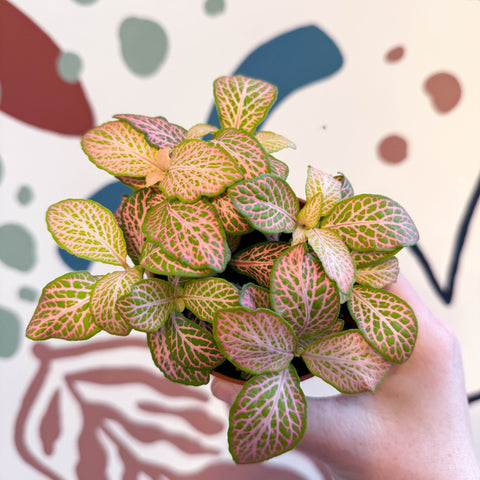 Fittonia verschaffeltii 'Pink Ruby Lime' - Sprouts of Bristol