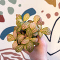 Fittonia verschaffeltii 'Pink Ruby Lime' - Sprouts of Bristol