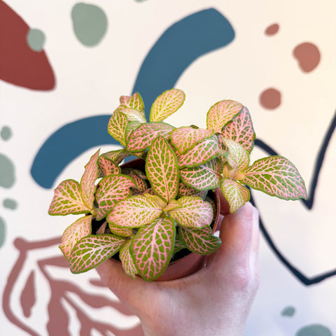 Fittonia verschaffeltii 'Pink Ruby Lime' - Sprouts of Bristol