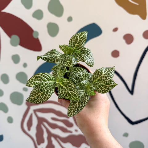 Fittonia verschaffeltii 'White Angel' - Sprouts of Bristol
