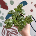 Fittonia verschaffeltii 'White Angel' - Sprouts of Bristol