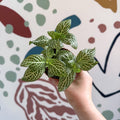 Fittonia verschaffeltii 'White Angel' - Sprouts of Bristol