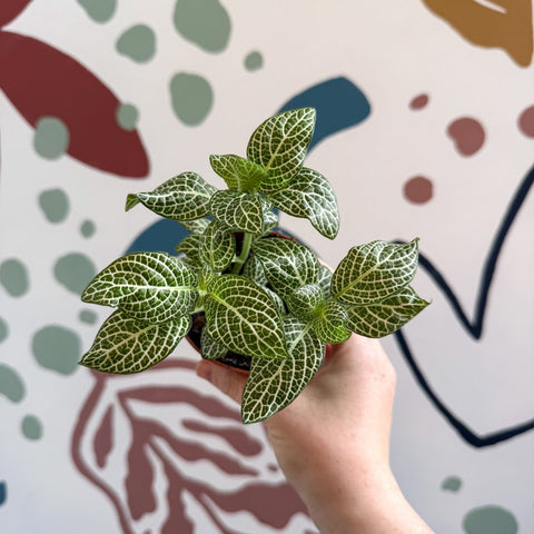 Fittonia verschaffeltii 'White Angel' - Sprouts of Bristol