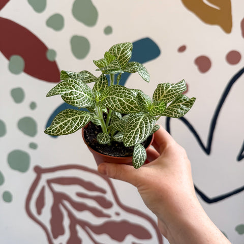Fittonia verschaffeltii 'White Angel' - Sprouts of Bristol