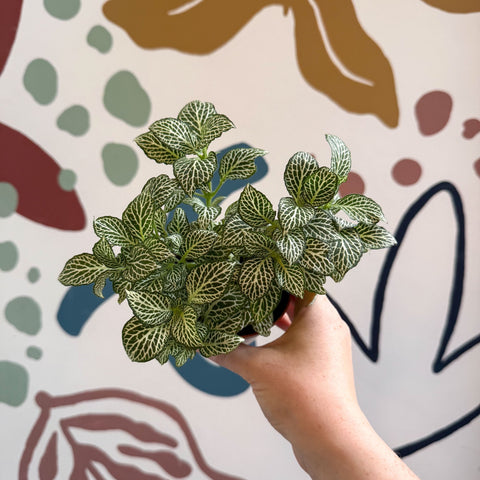 Fittonia verschaffeltii 'White Joly Josan' - Sprouts of Bristol