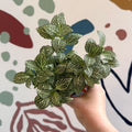Fittonia verschaffeltii 'White Joly Josan' - Sprouts of Bristol