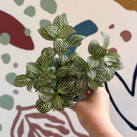 Fittonia verschaffeltii 'White Joly Josan' - Sprouts of Bristol
