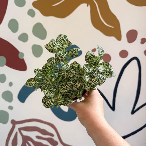 Fittonia verschaffeltii 'White Joly Josan' - Sprouts of Bristol