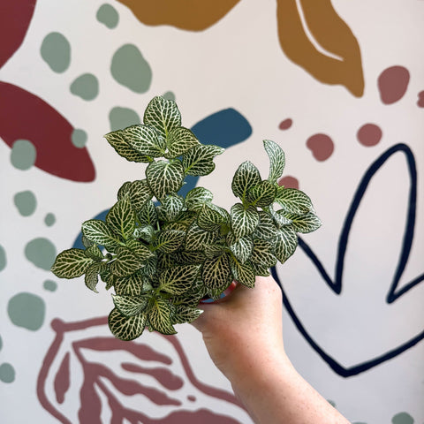 Fittonia verschaffeltii 'White Joly Josan' - Sprouts of Bristol