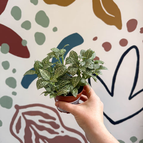 Fittonia verschaffeltii 'White Joly Josan' - Sprouts of Bristol