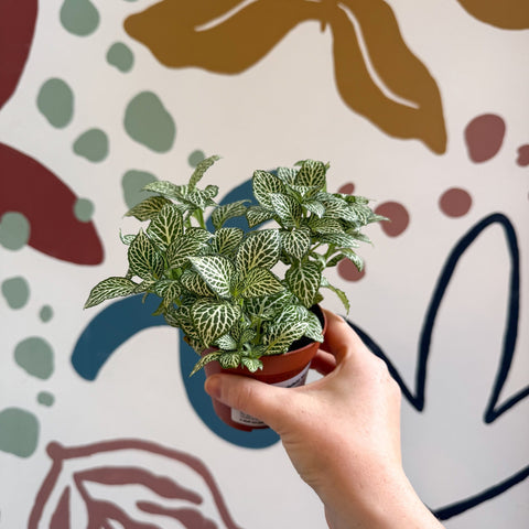 Fittonia verschaffeltii 'White Joly Josan' - Sprouts of Bristol