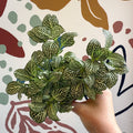 Fittonia verschaffeltii 'White Joly Josan' - Sprouts of Bristol