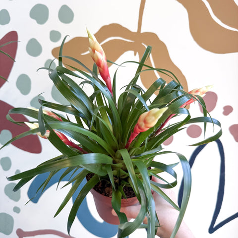 Flaming Sword Bromeliad - Vriesea 'Shannon' - Sprouts of Bristol
