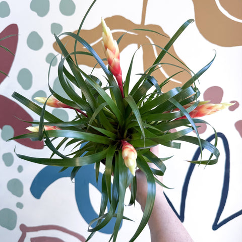 Flaming Sword Bromeliad - Vriesea 'Shannon' - Sprouts of Bristol