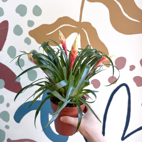 Flaming Sword Bromeliad - Vriesea 'Shannon' - Sprouts of Bristol