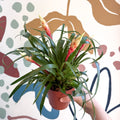 Flaming Sword Bromeliad - Vriesea 'Shannon' - Sprouts of Bristol