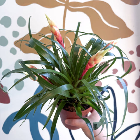Flaming Sword Bromeliad - Vriesea 'Shannon' - Sprouts of Bristol