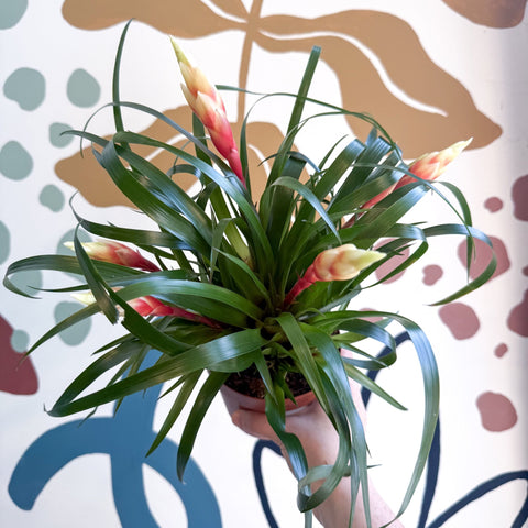 Flaming Sword Bromeliad - Vriesea 'Shannon' - Sprouts of Bristol