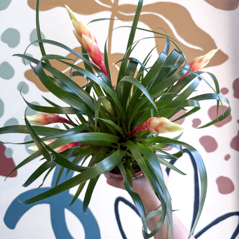 Flaming Sword Bromeliad - Vriesea 'Shannon' - Sprouts of Bristol