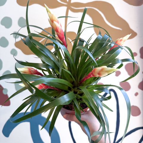 Flaming Sword Bromeliad - Vriesea 'Shannon' - Sprouts of Bristol