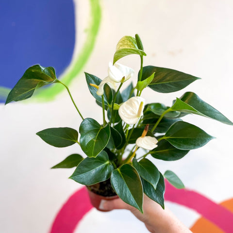 Flamingo Flower - Anthurium andraeanum - Sprouts of Bristol