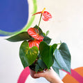 Flamingo Flower - Anthurium andraeanum - Sprouts of Bristol