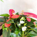 Flamingo Flower - Anthurium andraeanum - Sprouts of Bristol