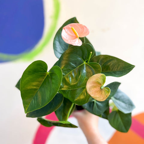 anthurium andreanum nombre comun Flor De Flamenco