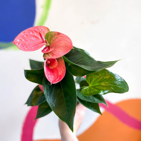 Flamingo Flower - Anthurium andraeanum - Sprouts of Bristol